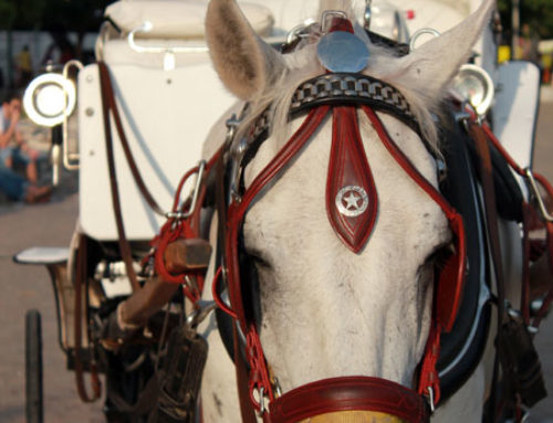 Horse Drawn Carriage