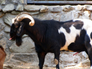 Goat in Thessaloniki zoo