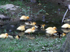 Ducks in Thessaloniki zoo