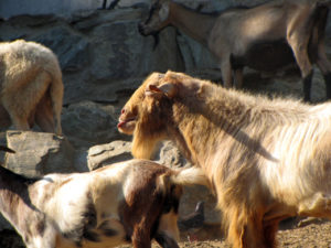 Goat Thessaloniki Zoo