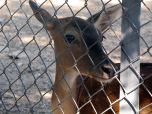 Deer in Thessaloniki zoo
